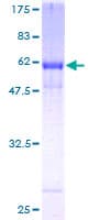 Human GNAI2 Protein (Recombinant GST)