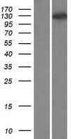 WDR6 Protein (Over-Expression Lysate Myc-DDK (Flag))