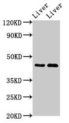 Polyclonal Rabbit anti-Human SERPINA5 / PCI Antibody (IHC, IF, WB)