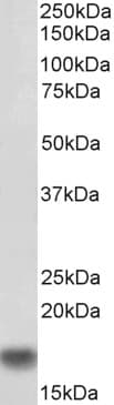 AIF1 / IBA1 Antibody (Biotin)