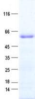 Human ZNF136 Protein (Recombinant His, N-Terminal)