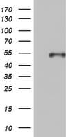 Monoclonal Mouse anti-Human KRT20 / CK20 / Cytokeratin 20 Antibody (clone OTI2A2, IHC, WB)