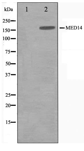 MED14 Antibody