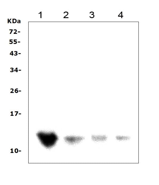 Polyclonal Rabbit anti-Human DDT / Dopamine Tautomerase Antibody (aa99-118, IHC, WB)