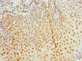 RBBP7 / RbAp46 Antibody (aa1-230)