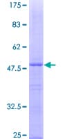 Human RPS5 / Ribosomal Protein S5 (Recombinant GST)