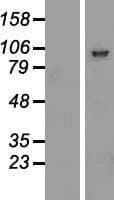 PCDHGB2 Protein (Over-Expression Lysate Myc-DDK (Flag))