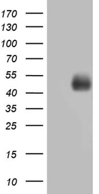 MFGE8 /Lactadherin Antibody (clone OTI7A4)