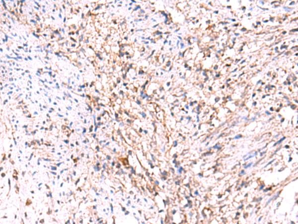 MANSC1 Antibody