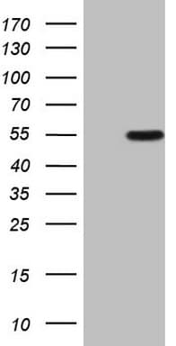 ZNF200 Antibody (clone OTI1F3)