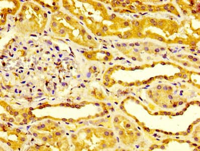 ESM1 / Endocan Antibody