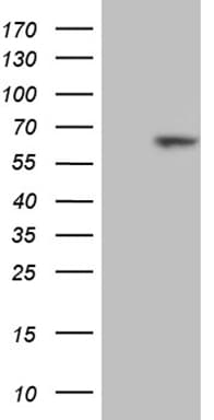 RBPJ Antibody (aa1-243, clone OTI4B11)