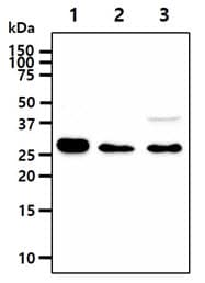 IMPA1 / IMP Antibody (clone AT2G5)