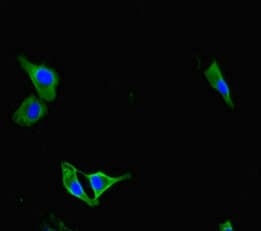 Polyclonal Rabbit anti-Human PAG1 Antibody (IHC, IF, WB)