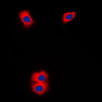 P450SCC / CYP11A1 Antibody (C-Terminus)