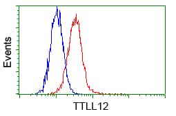 KIAA0153 / TTLL12 Antibody (clone OTI4B2)