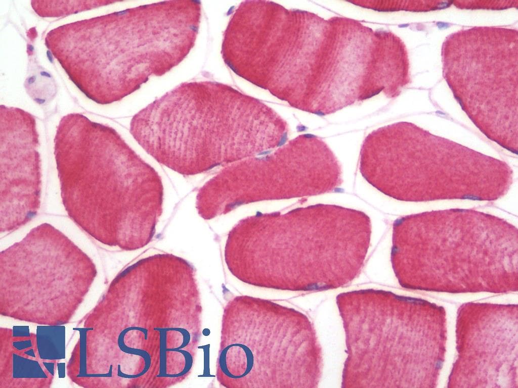IHC-plus™ SHISA3 Antibody