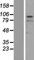 ZNF366 Protein (Over-Expression Lysate Myc-DDK (Flag))