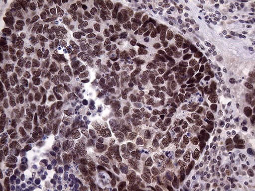 LHX4 Antibody (aa1-260, clone OTI1C7)