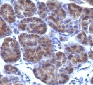 Golgi Body Antibody (clone CRFG1)
