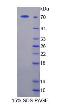 Human NKRF / NRF Protein (Recombinant His-GST)