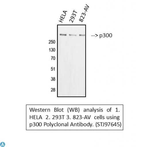 EP300 / p300 Antibody