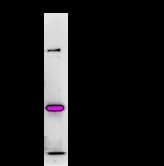 Monoclonal Mouse anti-Human BRPF1 Antibody (clone 2093C5a, WB)