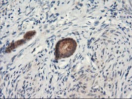 PSMA4 Antibody (clone OTI1H10)