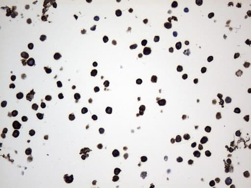Monoclonal Mouse anti-Human CD74 / CLIP Antibody (clone UMAB232, IHC, WB)