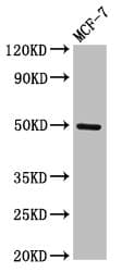 TWIST1 / TWIST Antibody