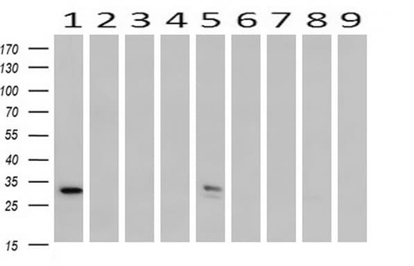 SDCBP / Syntenin Antibody (clone OTI2H6, Carrier-free)