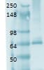 SLC5A5 / NIS Antibody (clone 14F)