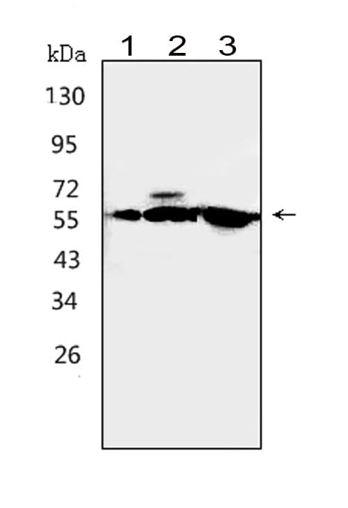CAMKK1 Antibody (aa10-31)