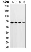 Polyclonal Rabbit anti-Human PRKCD / PKC-Delta Antibody (phospho-Thr507, IHC, WB)