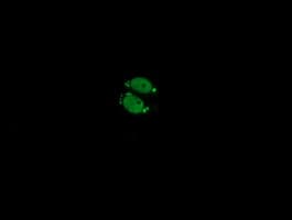 ESRRG / ERR Gamma Antibody (clone OTI1D10)