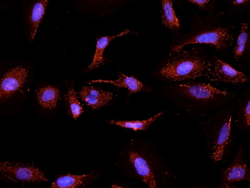 IHC-plus™ CYP26 / CYP26A1 Antibody (aa485-496)