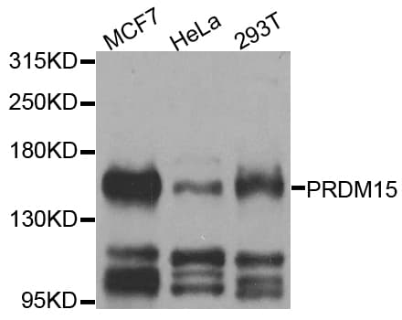 PRDM15 Antibody