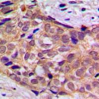 YWHAQ / 14-3-3 Theta Antibody (Internal)
