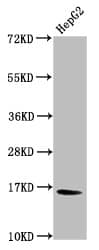 HIST1H3A Antibody