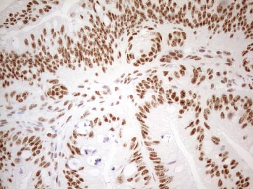 WTAP Antibody (aa2-106, clone OTI12G7, Carrier-free)