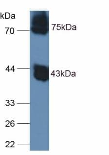 Ovalbumin Antibody