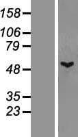 TTLL1 Protein (Over-Expression Lysate Myc-DDK (Flag))