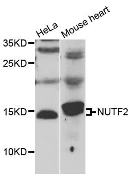 NUTF2 / PP15 Antibody