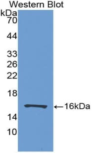 Polyclonal Rabbit anti-Human FABP7 / BLBP / MRG Antibody (aa1-132, WB)