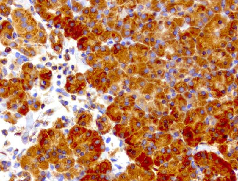WIBG Antibody (clone UMAB207)