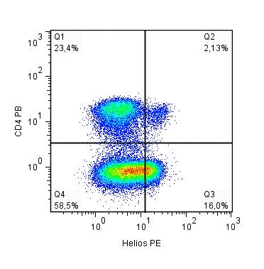 IKZF2 / HELIOS Antibody (clone 22F6, PE)