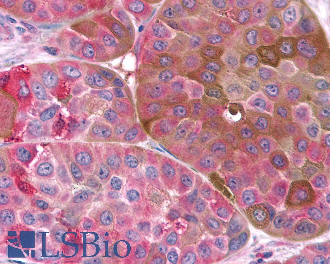PathPlus™ FZD9 / Frizzled 9 Antibody (N-Terminus)