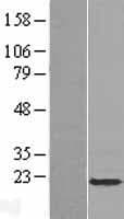 APOBEC3C Protein (Over-Expression Lysate Myc-DDK (Flag))