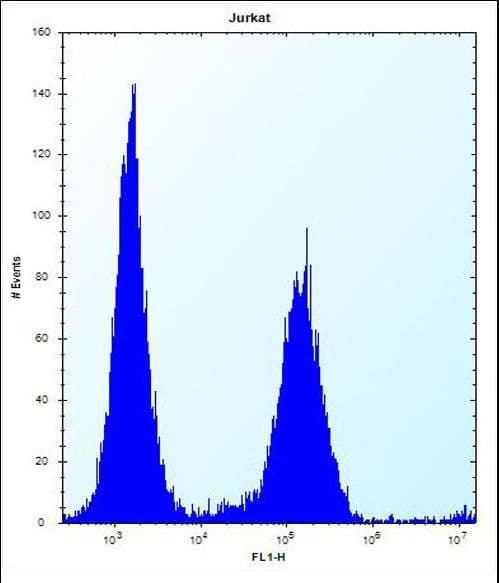 Polyclonal Rabbit anti-Human KRTAP25-1 Antibody (aa73-102, WB)