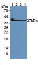 CTGF Antibody (aa248-349)